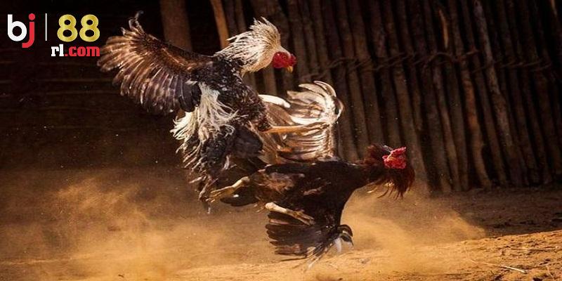 Luật chơi trong đá gà Campuchia BJ88