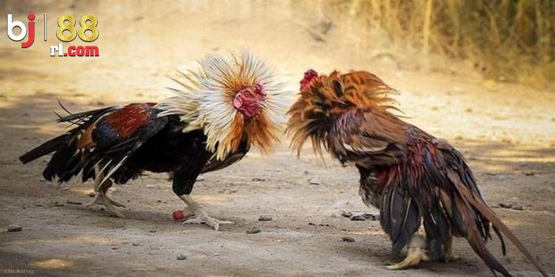 Lý do người chơi quan tâm đến đá gà Campuchia BJ88